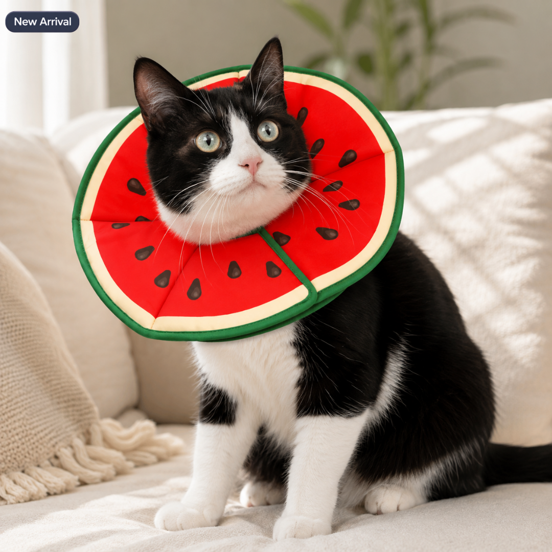 Soft Cat Recovery Orbela Collar